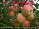 ֹ,󷨵ӹףʦ(19)