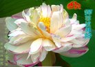 法轮功,河南大法弟子恭祝师尊新年好(21条)