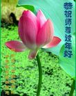 法轮功,河南大法弟子恭祝师尊新年好(17条)