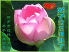 法轮功,河南大法弟子恭祝师尊新年好(17条)