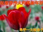 法轮功,河北大法弟子恭祝师尊新年好(20条)