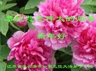 ֹ,մ󷨵ӹףʦ(19)