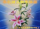 ֹ,ൺ󷨵ӹףʦ(25)