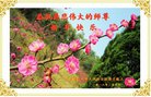 法轮功,广州大法弟子恭祝师尊过年好(26条)