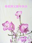 法轮功,山东大法弟子恭祝师尊新年好(21条)
