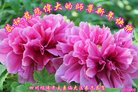 法轮功,四川大法弟子恭祝师尊新年好(19条)
