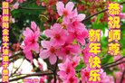 法轮功,四川大法弟子恭祝师尊新年好(19条)
