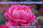ֹ,Ĵ󷨵ӹףʦ(21)