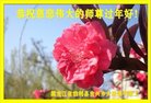 ֹ,󷨵ӹףʦ(19)