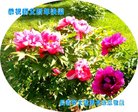 ֹ,󷨵ӹףʦ(18)