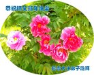 ֹ,󷨵ӹףʦ(20)