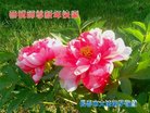 ֹ,󷨵ӹףʦ(20)