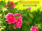 ֹ,󷨵ӹףʦ(20)