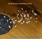 ֹ,󷨵ӹףʦ(22)
