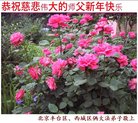 ֹ,󷨵ӹףʦ(23)