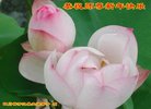 ֹ,Ĵ󷨵ӹףʦ(21)