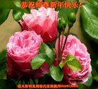 ֹ,ľ˹󷨵ӹףʦ(21)