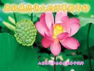 法轮功,山东大法弟子恭祝师尊新年好(26条)