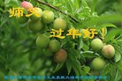 ֹ,󷨵ӹףʦ(19)