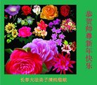 ֹ,󷨵ӹףʦ(24)