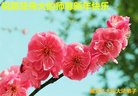法轮功,大庆大法弟子恭祝师尊新年好(22条)