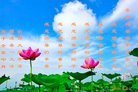 法轮功,山西大法弟子恭祝师尊新年好(23条)