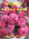 ֹ,󷨵ӹףʦ(27)