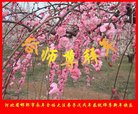 法轮功,河北大法弟子恭祝师尊新年好(21条)