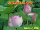 ֹ,ʡ󷨵ӹףʦ(22)