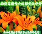 法轮功,山东大法弟子恭祝师尊新年好(22条)