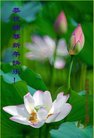 法轮功,湖南大法弟子恭祝师尊新年好(22条)
