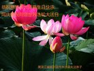 ֹ,󷨵ӹ編ִʦ𻪵(19)
