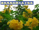法轮功,广州大法弟子恭贺世界法轮大法日暨师尊华诞(22条)