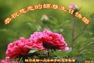 法轮功,成都大法弟子恭贺世界法轮大法日暨师尊华诞(25条)