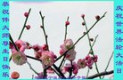 ֹ,󷨵ӹ編ִʦ𻪵(22)