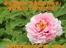 法轮功,河南大法弟子恭贺世界法轮大法日暨师尊华诞(23条)