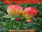 ֹ,ൺ󷨵ӹ編ִʦ𻪵(21)