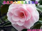 ֹ,ʡ󷨵ӹ編ִʦ𻪵(24)