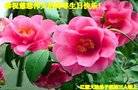 ֹ,ʡ󷨵ӹ編ִʦ𻪵(24)