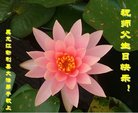 ֹ,󷨵ӹ編ִʦ𻪵(19)