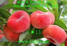 ֹ,д󷨵ӹ編ִʦ𻪵(21)