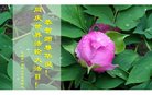 ֹ,󷨵ӹ編ִʦ𻪵(19)