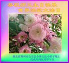 ֹ,󷨵ӹ編ִʦ𻪵(22)