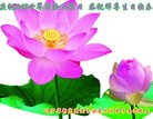 ֹ,󷨵ӹ編ִʦ𻪵(19)