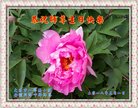 ֹ,󷨵ӹ編ִʦ𻪵(24)