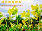 ֹ,󷨵ӹ編ִʦ𻪵(19)