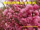 ֹ,󷨵ӹ編ִʦ𻪵(21)