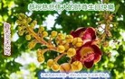 ֹ,󷨵ӹ編ִʦ𻪵(19)