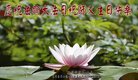 法轮功,北京大法弟子恭贺世界法轮大法日暨师尊华诞(19条)