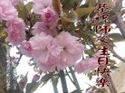 ֹ,󷨵ӹ編ִʦ𻪵(19)